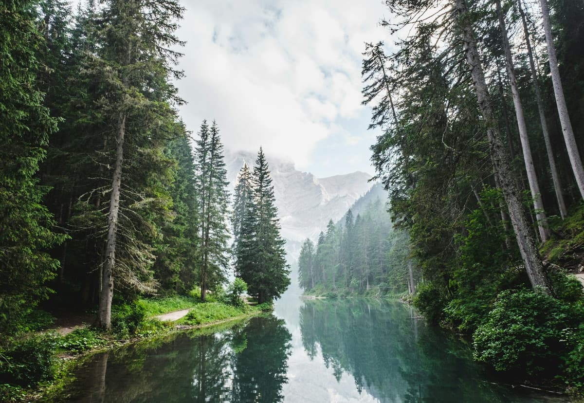 A quiet forest with sunlight reaching through the trees